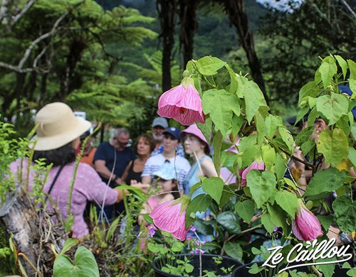 Jardin créole maison Folio