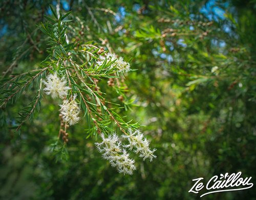 4-fontaine-aromatique-distillation-tea-trea