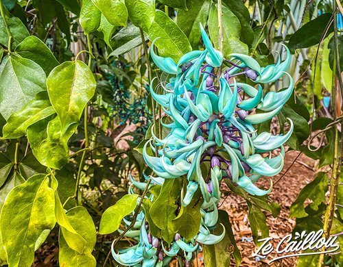 4-jardin-deden-liane-de-jade-reunion