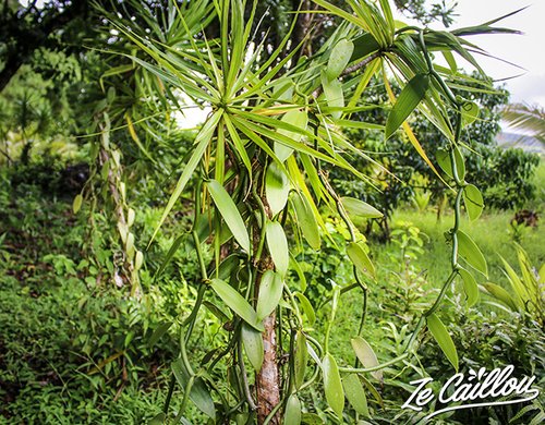 4-visite-plantation-vanille-tuteur-yuka