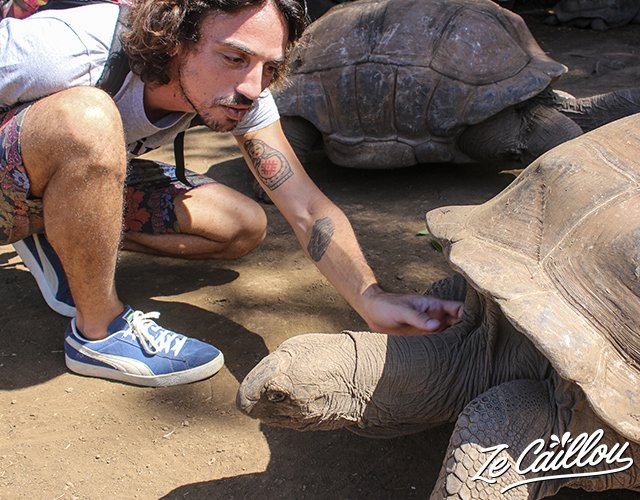 5-visite-jardin-tortues-reunion-rencontre-geante-seychelles