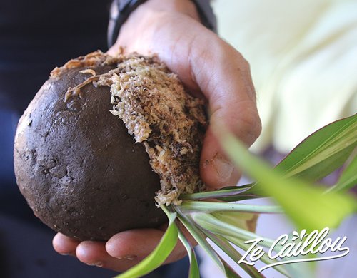 7-atelier-kokedama-reunion-sphaigne