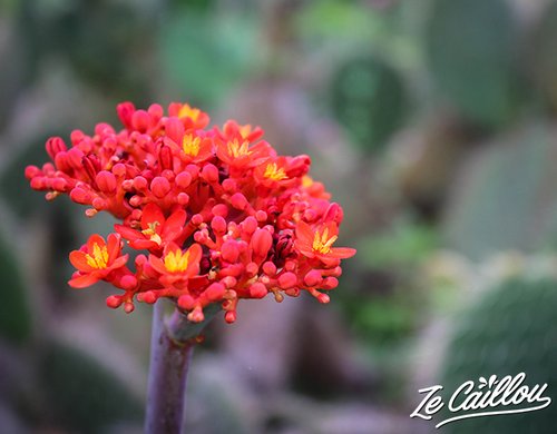 8-mascarin-jardin-botanique-cactus