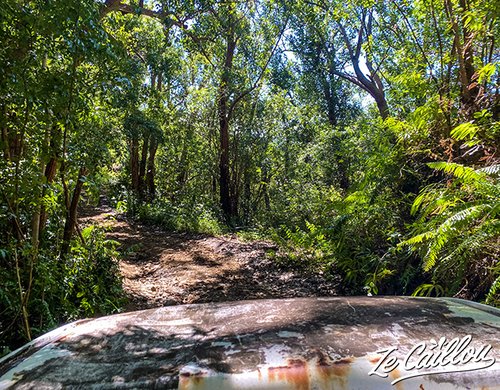 8-safari-photo-foret-reunion-sainte-marie