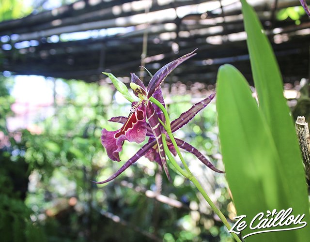 8-visite-jardin-tortues-reunion-plantes-orchidee